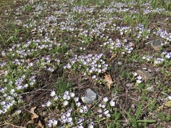 Nemophila maculata