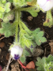 Nemophila maculata