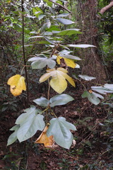Ficus esquiroliana