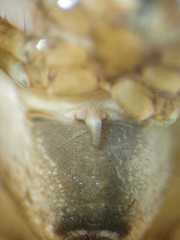 Cyphalonotus selangor