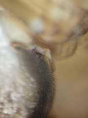 Cyphalonotus selangor