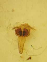 Cyphalonotus selangor