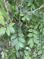 Zanthoxylum leprieurii