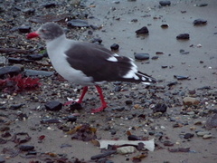 Leucophaeus scoresbii