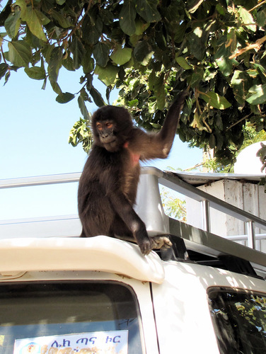Gelada