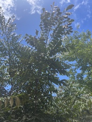 Zanthoxylum leprieurii