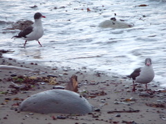 Leucophaeus scoresbii