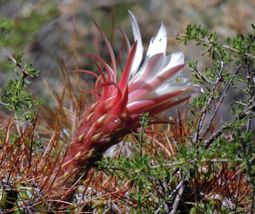 Soehrensia candicans