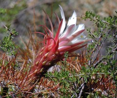 Soehrensia candicans