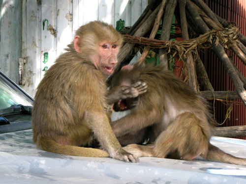 Hamadryas Baboon