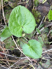 Asarum lemmonii