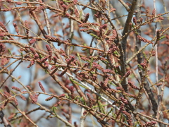Tamarix