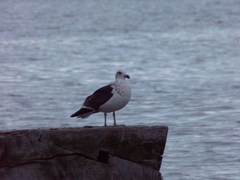Larus dominicanus