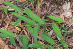 Setaria barbata