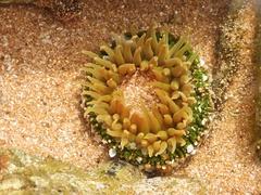 Anthopleura fuscoviridis