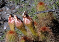 Trichocereus strigosus