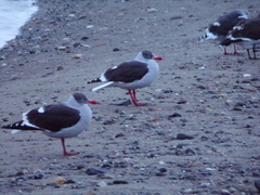 Leucophaeus scoresbii