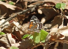 Anthanassa texana seminole