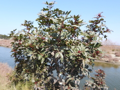 Pistacia lentiscus