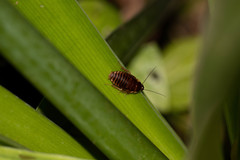 Poeciloblatta angusta