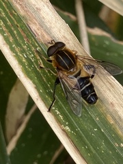 Helophilus eristaloidea