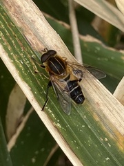 Helophilus eristaloidea