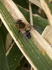 Helophilus eristaloidea