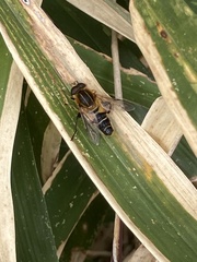 Helophilus eristaloidea