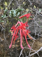 Tristerix verticillatus