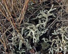 Xanthoparmelia chlorochroa