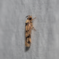 Sphyrelata nefanda