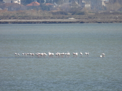 Phoenicopterus roseus