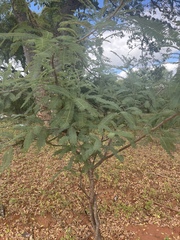 Albizia amara sericocephala