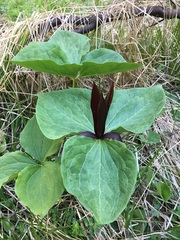 Trillium kurabayashii