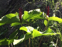 Trillium kurabayashii