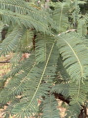 Albizia amara sericocephala