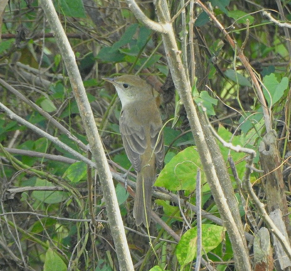 Thick-billed Warbler