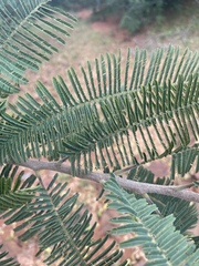 Albizia amara sericocephala