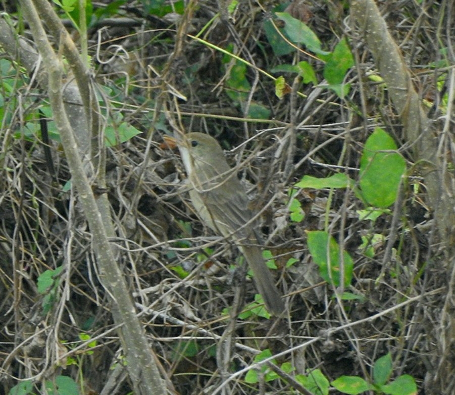 Thick-billed Warbler