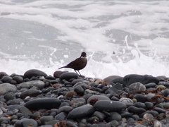 Cinclodes nigrofumosus