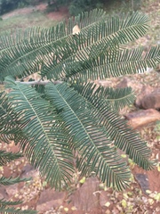 Albizia amara sericocephala
