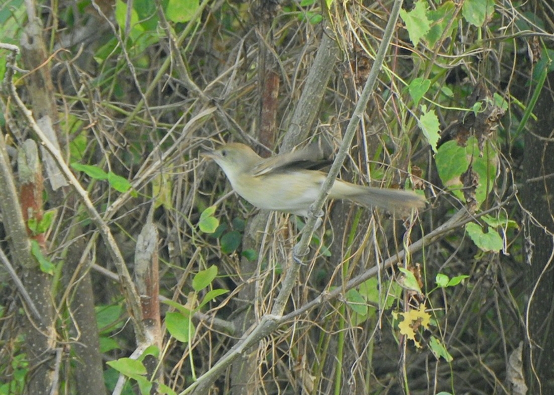 Thick-billed Warbler