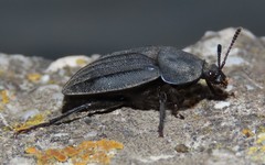 Silpha puncticollis