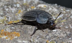 Silpha puncticollis