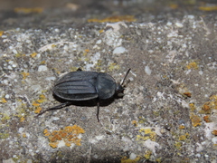 Silpha puncticollis