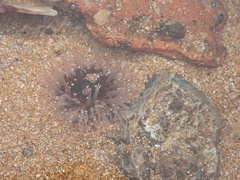 Anthopleura fuscoviridis