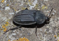 Silpha puncticollis