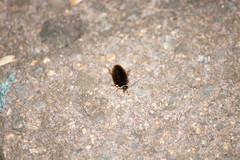 Poeciloblatta angusta