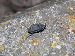 Silpha puncticollis