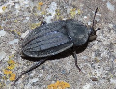 Silpha puncticollis